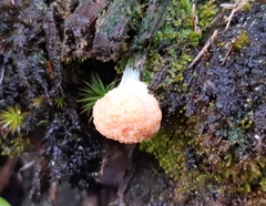 Tubifera microsperma