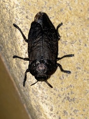 Capnodis tenebricosa