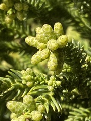 Cryptomeria japonica