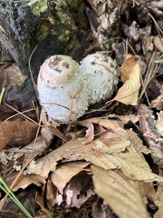 Coprinopsis variegata
