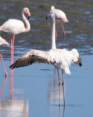 Phoenicopterus roseus
