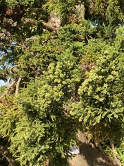 Cryptomeria japonica
