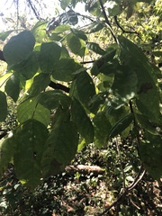 Melioides