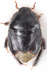 Aethus pilosus