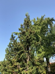 Cryptomeria japonica
