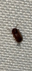 Stegobium