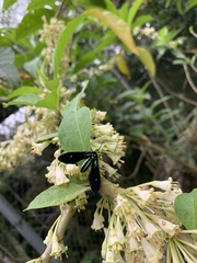 Saurita sericea