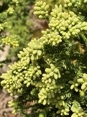 Cryptomeria japonica