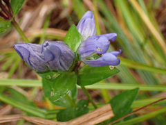 Gentiana sceptrum