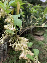 Saurita sericea