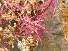 Penstemon richardsonii