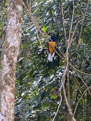 Trogon viridis