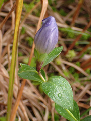 Gentiana sceptrum