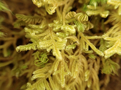 Stereodon subimponens