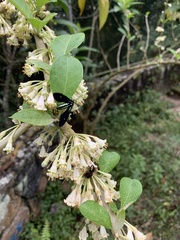 Saurita sericea