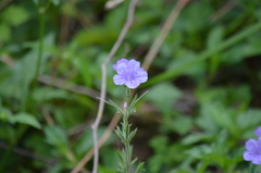 Ruellia ciliatiflora
