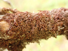 Frullania nisquallensis