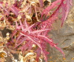 Penstemon richardsonii
