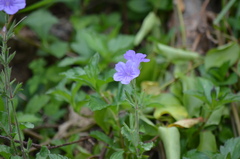 Ruellia ciliatiflora