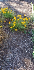 Coreopsis auriculata