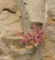 Penstemon richardsonii