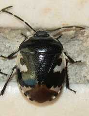 Tritomegas bicolor