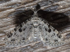 Prorella discoidalis