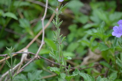 Ruellia ciliatiflora