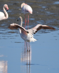Phoenicopterus roseus