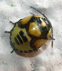 Tritomegas bicolor