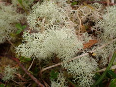 Cladonia arbuscula mitis