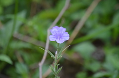 Ruellia ciliatiflora