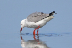 Chroicocephalus cirrocephalus poiocephalus