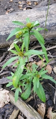 Bidens comosa