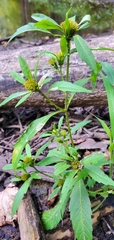 Bidens comosa