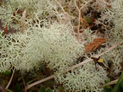 Cladonia arbuscula mitis