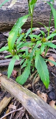 Bidens comosa