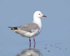 Chroicocephalus cirrocephalus poiocephalus
