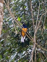 Trogon viridis