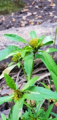 Bidens comosa