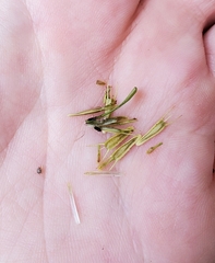 Bidens comosa