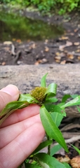 Bidens comosa