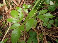 Angelica genuflexa