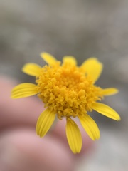 Picradeniopsis pringlei