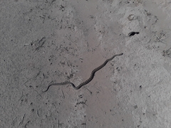 Pituophis catenifer deserticola