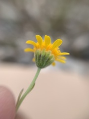 Picradeniopsis pringlei