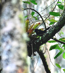 Cacicus chrysonotus