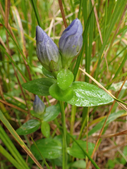 Gentiana sceptrum