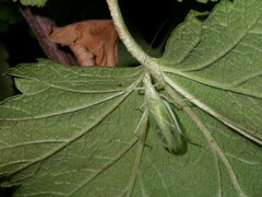 Oecanthus
