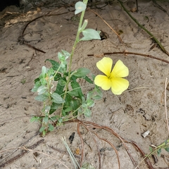 Oenothera drummondii